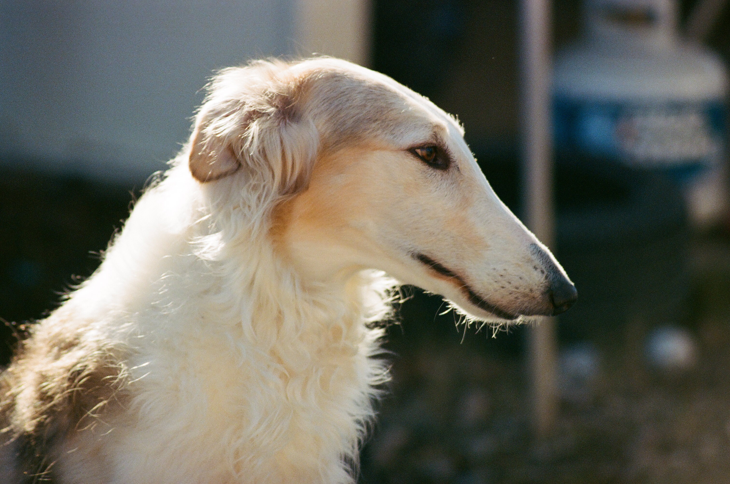 A headshot of Sylvia in early 2025