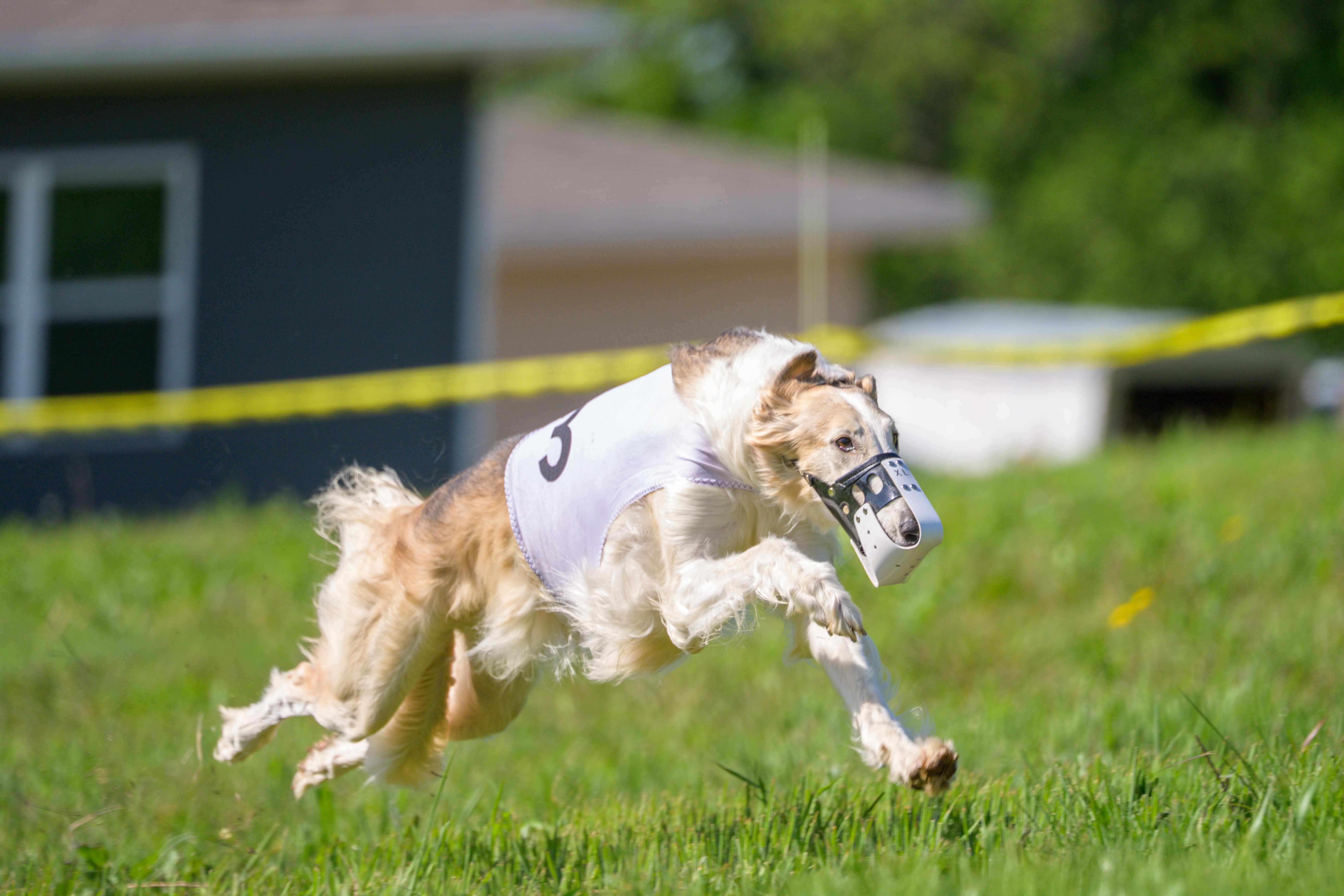 Sylvia in an AOK9 race, wearing the #3 blanket