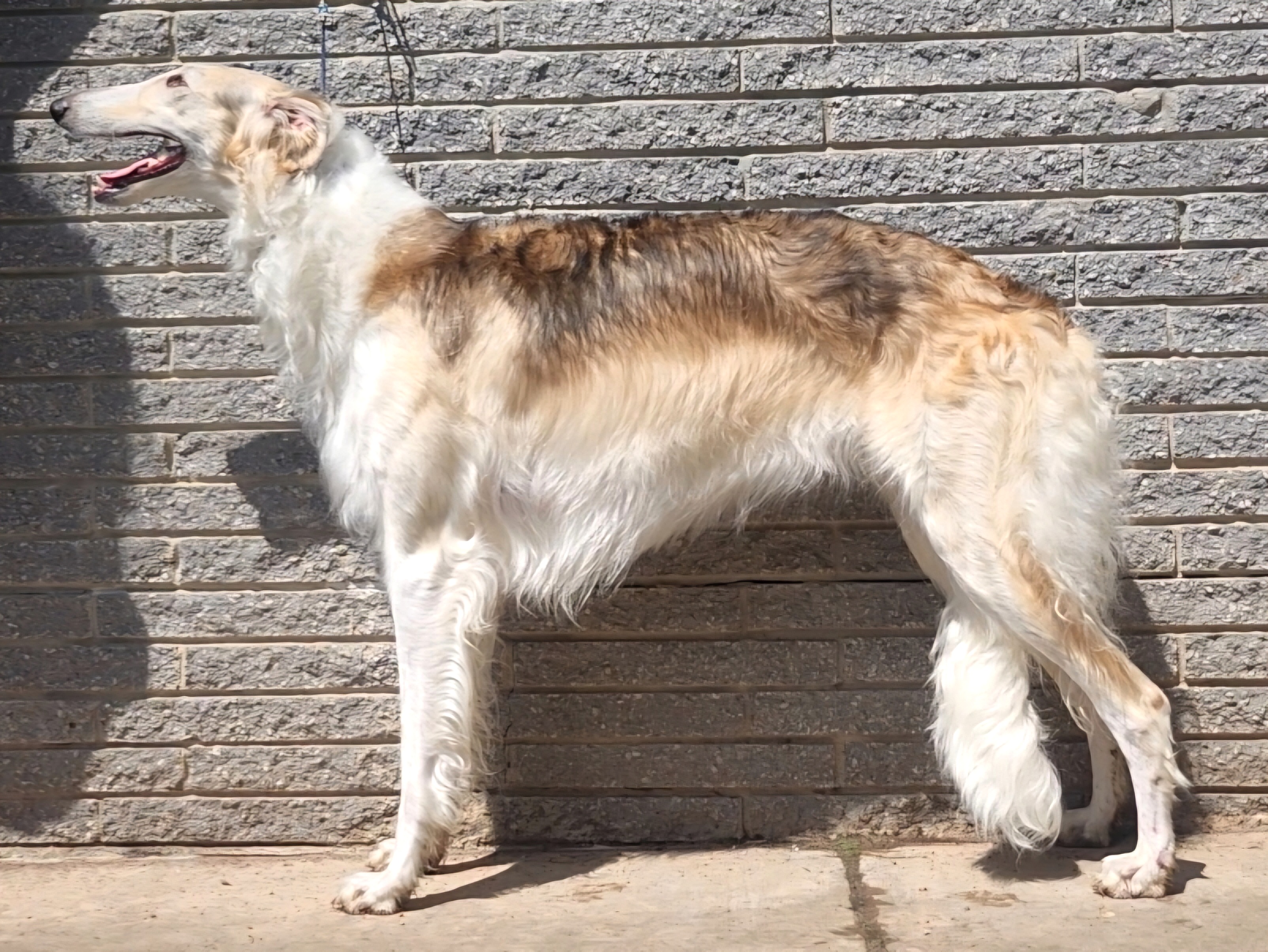 Sylvia stacked at 2 years old